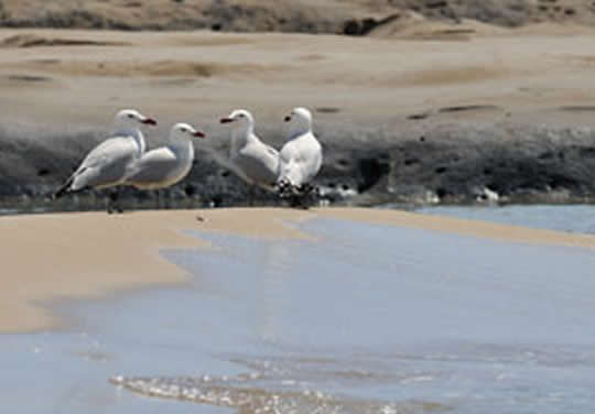 AUDOUIN’S GULL MONITORING AND CONSERVATION IN CYPRUS