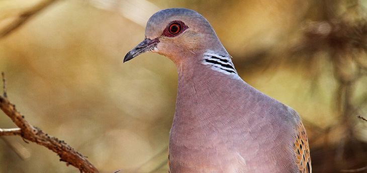CAMPAIGN TO STOP TURTLE DOVE HUNTING IN NORTH CYPRUS