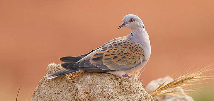 CAMPAIGN TO STOP TURTLE DOVE HUNTING IN NORTH CYPRUS